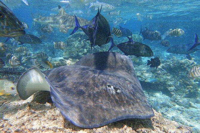 Sea Scooter Jet snorkeling "Moorea Reef Adventure" - Why the sea scooter changes ordinary snorkeling