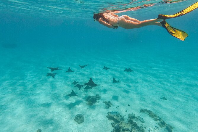 SHARED FULL DAY CULTURAL & LAGOON TOUR - Bora Bora Cultural Lagoon Tour - Shallow-water encounters with black tip sharks and stingrays