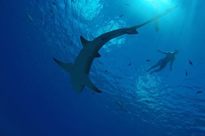 SHARED HALF DAY LAGOON TOUR - Bora Bora Cultural Lagoon Tour - Stop two: coral gardens and tropical fish