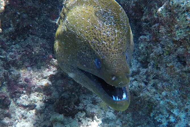 SHARED HALF DAY LAGOON TOUR - Bora Bora Cultural Lagoon Tour - Stop one: meeting the pastenague rays