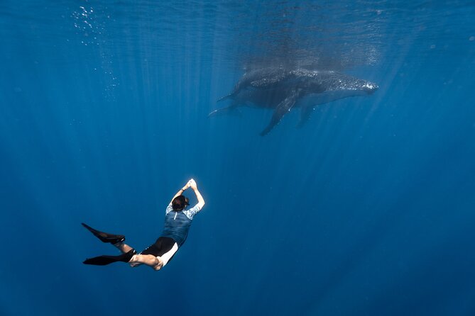 Shared Whale Expedition - Key points before you book