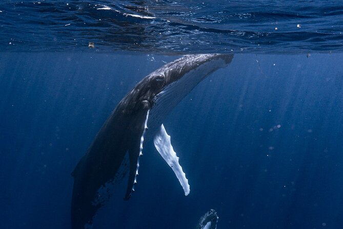 Shared Whale Expedition - Meeting the whales from Moorea Marina