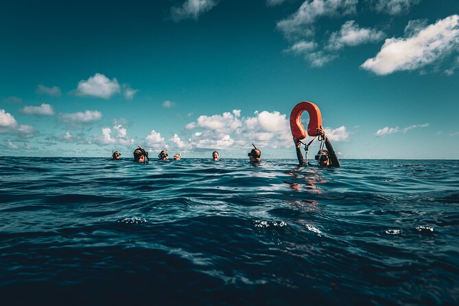 Shared Whale Expedition - Beyond whales: dolphins, turtles, rays, and sharks