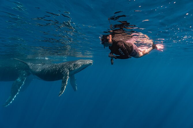 Shared Whale Expedition - Why six people changes the experience