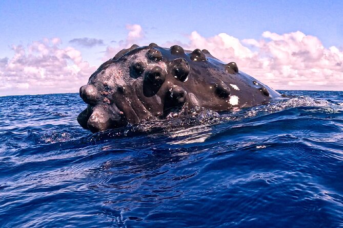 Shared Whale Expedition - Boat comfort, gear, and refreshments