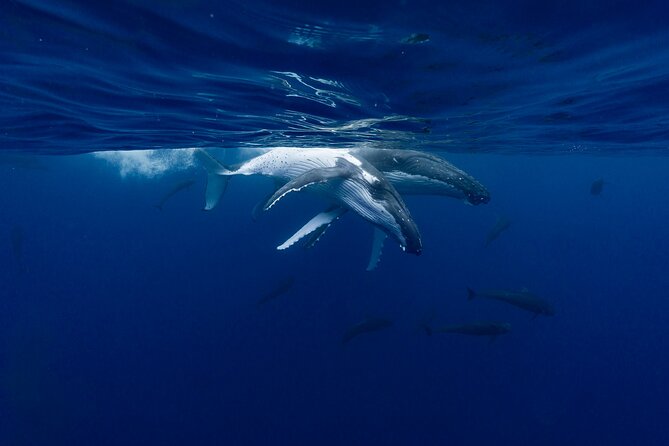 Shared Whale Expedition - Who should choose this Moorea whale tour