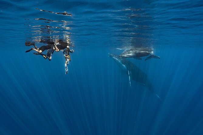 Shared Whale Expedition - A four-hour search for humpback whales