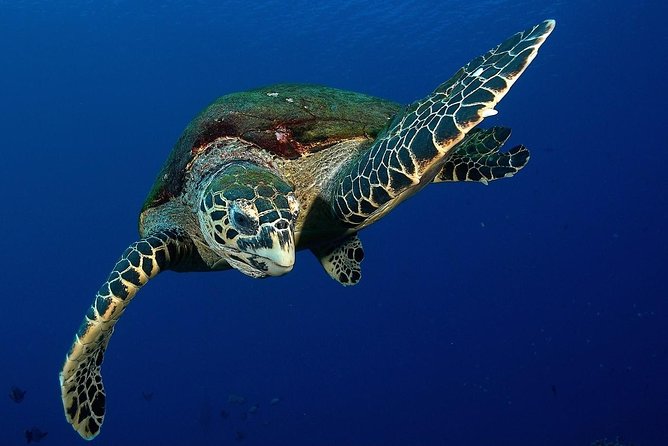 Small group snorkeling (5 people max): Turtles at 7:30am - Key points to know before you book