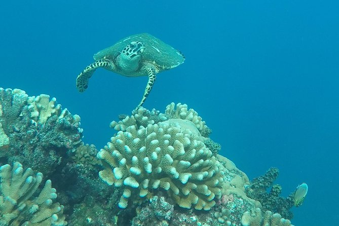 Small group snorkeling (5 people max): Turtles at 7:30am - Why Captain Benoit makes a difference