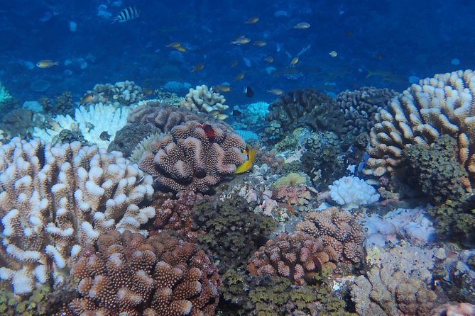 Small group snorkeling (5 people max): Turtles at 7:30am - The included photos are more valuable than they sound