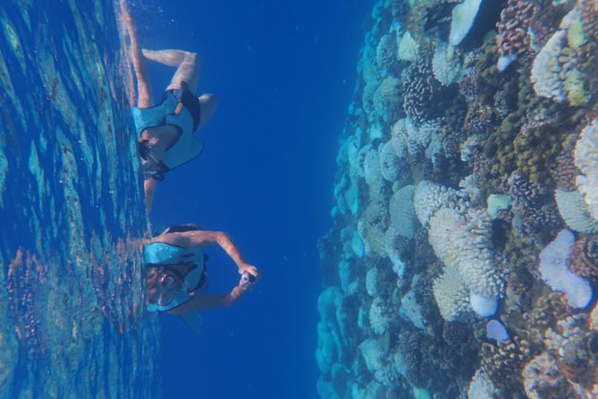 Small group snorkeling (5 people max): Turtles at 7:30am - The price: fair value for a short, focused outing