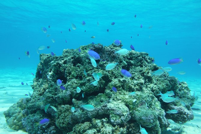 Small group snorkeling (5 people max): wrecks & tropical fishes at 1:00pm - The free underwater photos