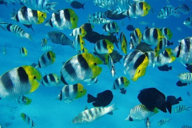 Small group snorkeling (5 people max): wrecks & tropical fishes at 10:30am - Captain Benoit’s guiding style