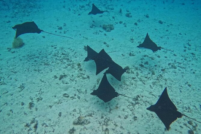 Snorkeling EN Small Group Tour in Tahiti - Why a small boat makes a difference in Tahiti