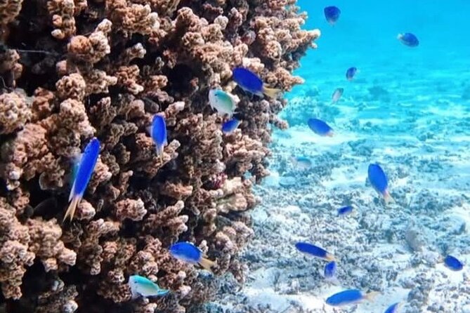 Snorkeling EN Small Group Tour in Tahiti - Faaa and the eagle ray stop