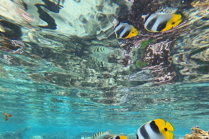 Snorkeling EN Small Group Tour in Tahiti - Coral gardens and wrecks close to Papeete Marina