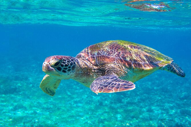 Snorkeling EN Underwater Scooter in Tahiti - What the underwater scooter changes