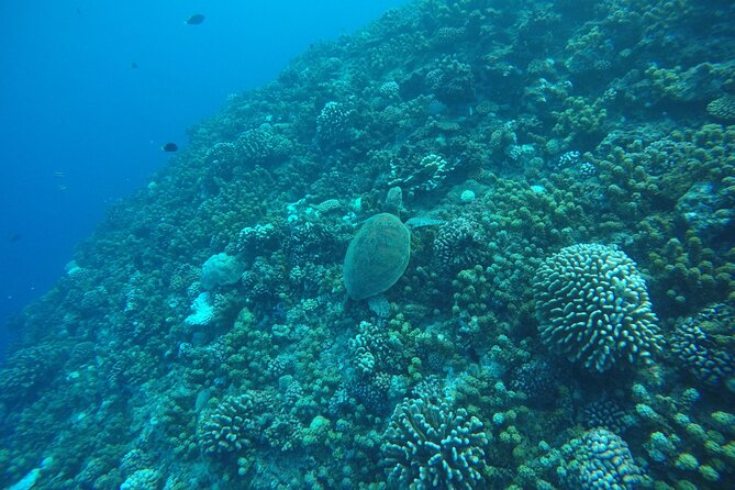 Snorkeling EN Underwater Scooter in Tahiti - Turtles, rays, and small lagoon sharks