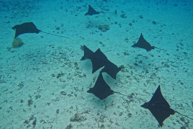 Snorkeling EN Underwater Scooter in Tahiti - Wrecks and the sunken plane