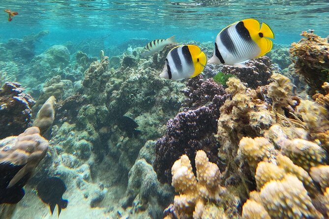 Snorkeling EN Underwater Scooter in Tahiti - A small group with a personal feel