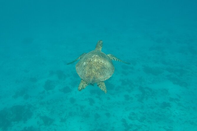 Snorkeling excursion and encounter with marine fauna in Moorea - Stingrays, sharks, and respectful wildlife viewing