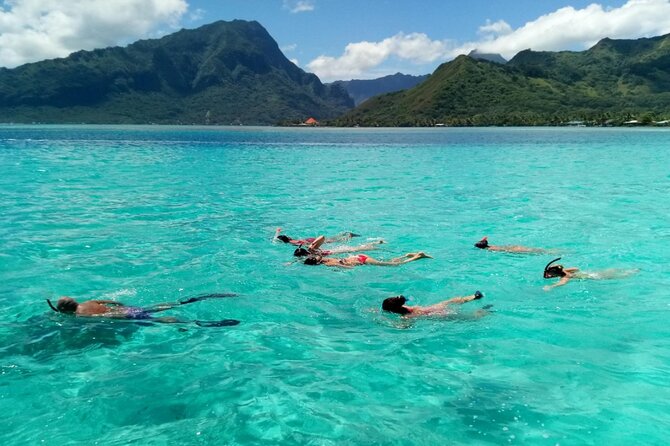 Snorkeling excursion and encounter with marine fauna in Moorea - Is $131.18 good value?