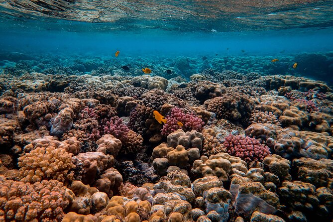 Snorkeling immersion in the wonders of Tahiti - Key points at a glance
