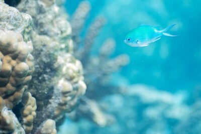 Snorkeling immersion in the wonders of Tahiti