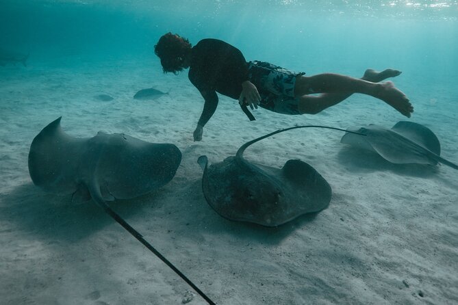 Snorkeling Lagoon Cruise and Whale Watching in Moorea - Wildlife Sightings Without False Promises