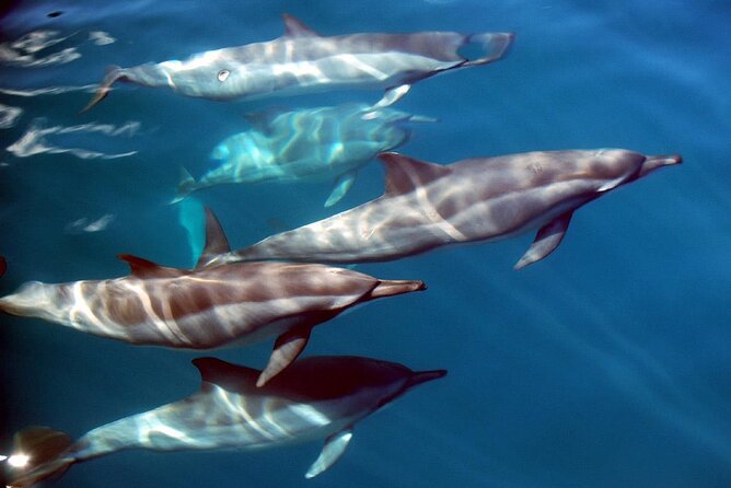 Snorkeling Lagoon Cruise and Whale Watching in Moorea - Who Will Enjoy This Moorea Boat Trip