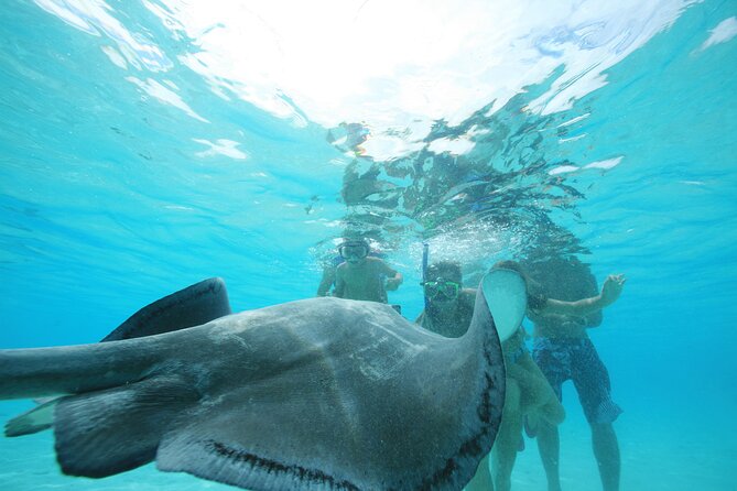 Snorkeling Lagoon Cruise and Whale Watching in Moorea - The Best Way to Judge the Experience