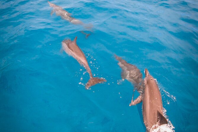 Snorkeling picnic in 4h30 with lunch in Tahiti - A small boat outing with a friendly Polynesian feel