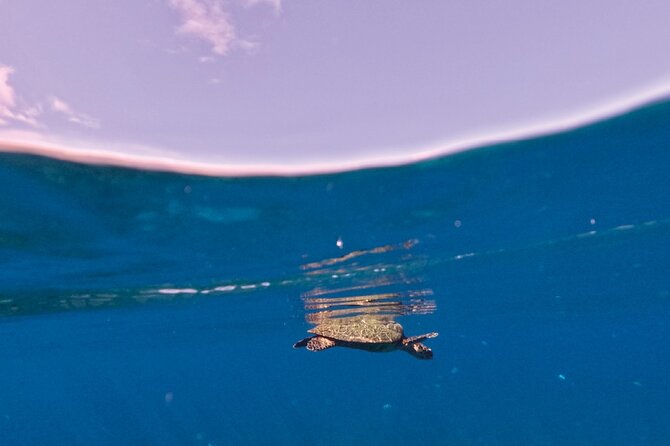 Snorkeling picnic in 4h30 with lunch in Tahiti - The Aquarium, with wrecks and clouds of fish
