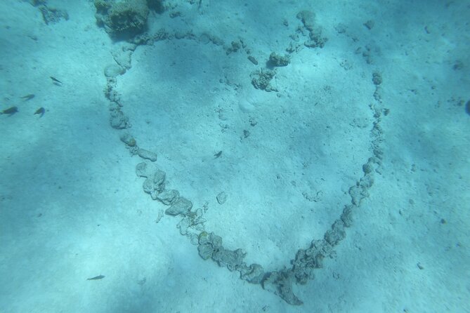 Snorkeling picnic in 4h30 with lunch in Tahiti - Coral gardens, freshwater springs, and turtles