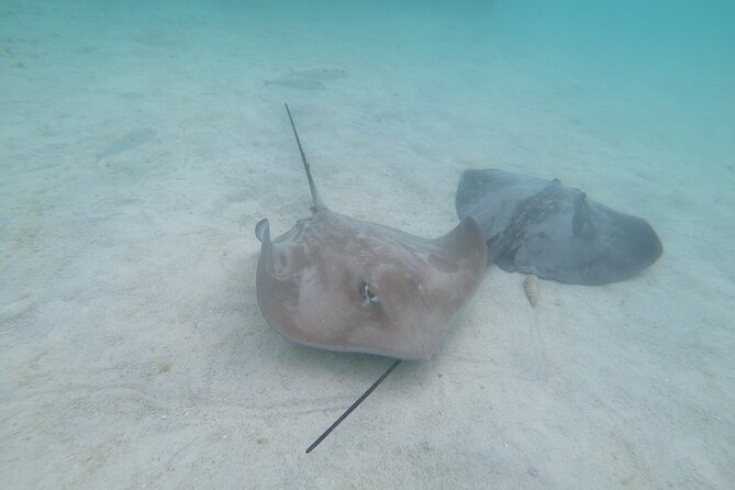 Snorkeling picnic in 4h30 with lunch in Tahiti - A white sandbar and rays at your feet
