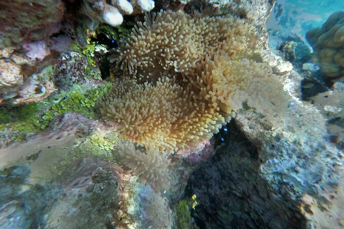 Snorkeling picnic in 4h30 with lunch in Tahiti - The hard part: getting back into the boat