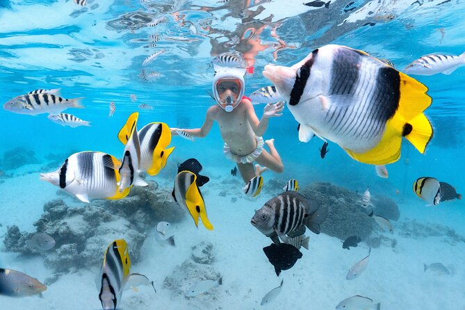 Snorkeling Safari Moorea (Half Day Tour) - Dolphin Watching Along Moorea’s Coast