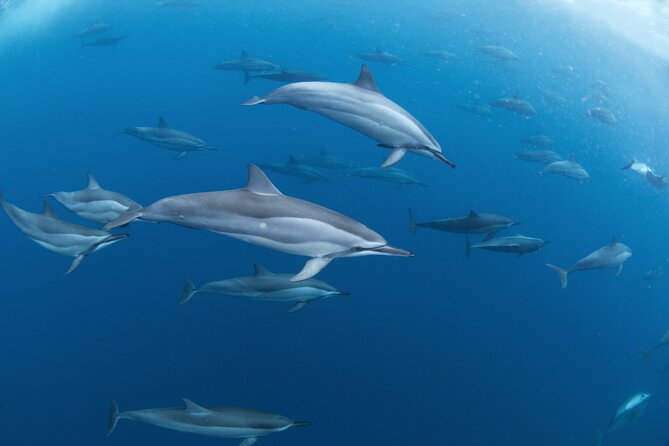 Snorkeling Safari Moorea (Half Day Tour) - Stingrays and Blacktip Reef Sharks at the Sandbar
