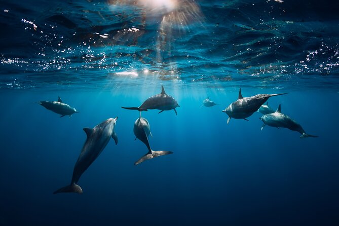 Snorkeling Safari Moorea (Half Day Tour) - A Small Boat Group Makes a Difference