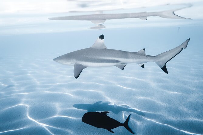 Snorkeling Safari Moorea (Half Day Tour) - What The $150.48 Price Buys You
