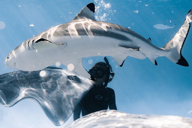 Snorkeling Safari Moorea (Half Day Tour) - Tropical Fish in the Coral Garden