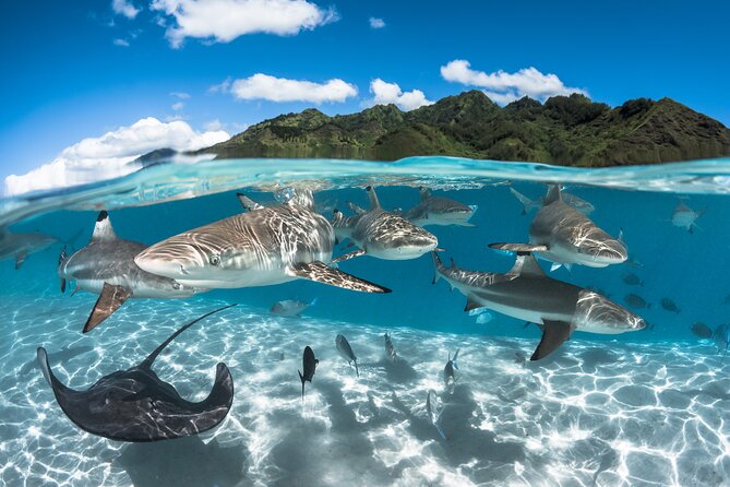 Snorkeling Tour in Moorea Aquatic Adventure Half Day - What happens at the snorkeling areas