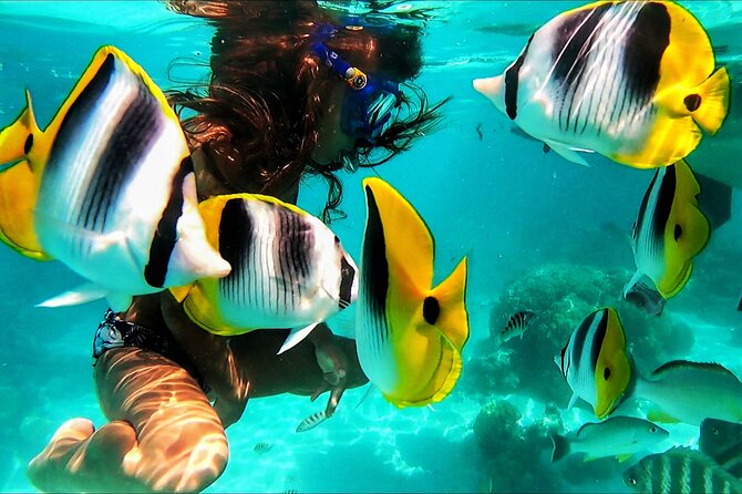 Snorkeling Tour in Moorea Aquatic Adventure Half Day - Wildlife encounters, with sensible expectations