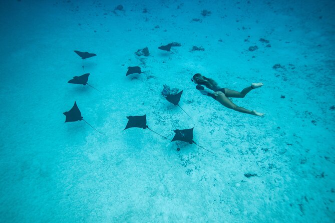 Snorkeling Tour in Moorea Aquatic Adventure Half Day - Drinks, equipment, and what the $182.20 price means