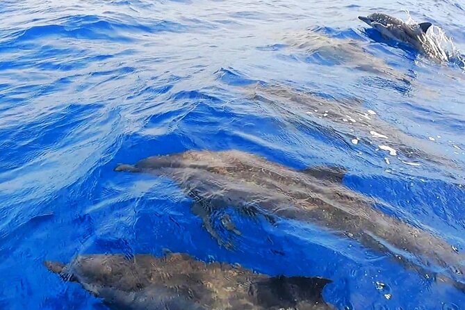 Snorkeling Tour in Moorea Aquatic Adventure Half Day - Who will enjoy this four-hour outing most