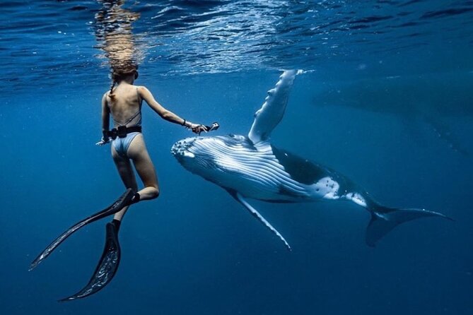 Swim in Moorea with Humpback Whales and More - Why Moorea is a special place for whale encounters
