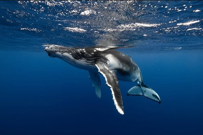 Swim in Moorea with Humpback Whales and More - Dolphins, sharks, and other possible sightings