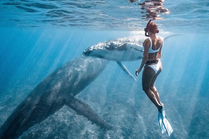 Swim in Moorea with Humpback Whales and More - Equipment, refreshments, and what you should bring