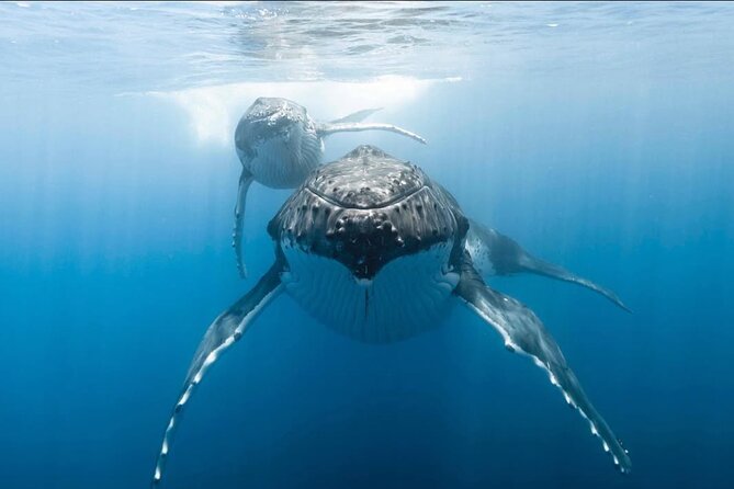 Swim in Moorea with Humpback Whales and More - How the $412.98 price measures up