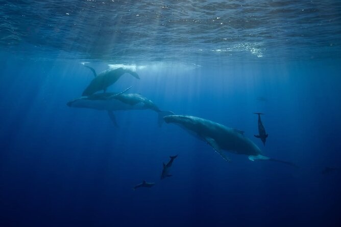 Swim in Moorea with Humpback Whales and More - Who will get the most from this tour
